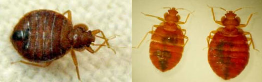 Bed Bug Prevention Treatment